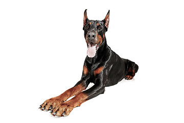 Image showing Doberman Dog Isolated on White Background in studio