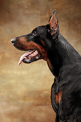 Image showing Doberman Pinscher, emotional dog on studio background