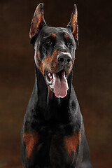 Image showing Doberman Pinscher, emotional dog on studio background