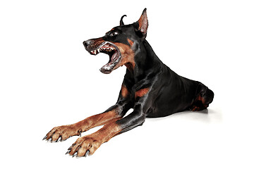 Image showing Doberman Dog Isolated on White Background in studio