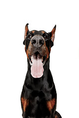 Image showing Doberman Dog Isolated on White Background in studio