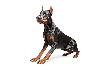 Image showing Doberman Dog Isolated on White Background in studio