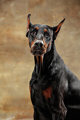 Image showing Doberman Pinscher, emotional dog on studio background