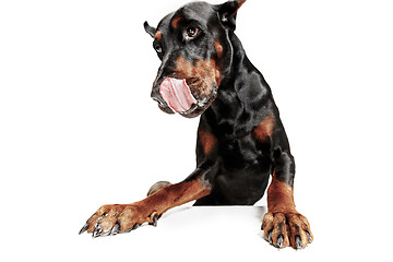 Image showing Doberman Dog Isolated on White Background in studio