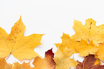 Image showing dry fallen autumn maple leaves on white