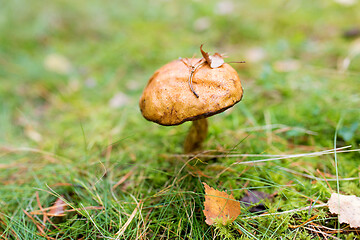 Image showing brown cap boletus mushroom in autumn forest