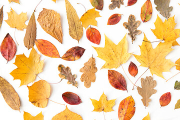 Image showing dry fallen autumn leaves on white background