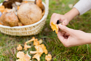 Image showing hands with mushrooms and basket in forest