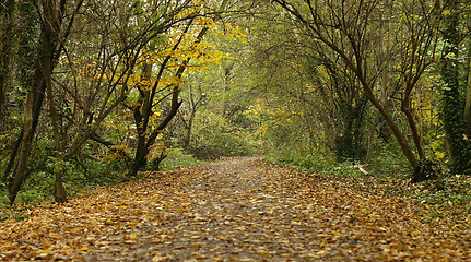 Image showing Woodland Walk
