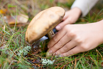 Image showing hands picking mushroom in autumn forest