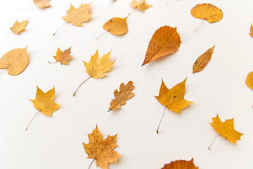 Image showing dry fallen autumn leaves on white background