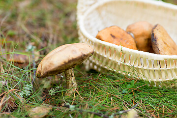 Image showing basket of mushrooms in autumn forest