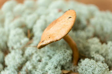 Image showing suillus bovinus mushroom in reindeer lichen moss