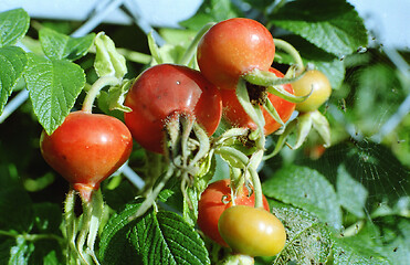 Image showing Rosa rugosa hips