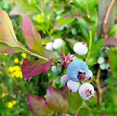 Image showing huckleberry