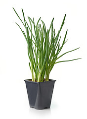 Image showing green onion in flower pot