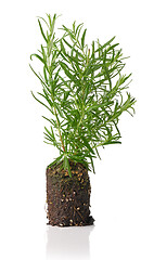 Image showing growing rosemary plant