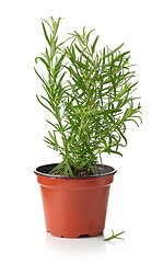 Image showing fresh rosemary in flower pot