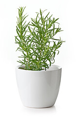 Image showing rosemary plant in flower pot