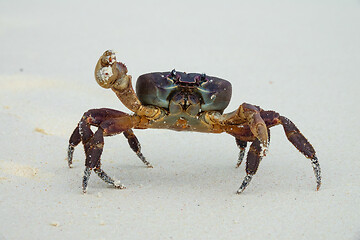 Image showing Crab with raised claw ready to attack