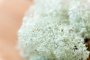 Image showing close up of reindeer lichen moss