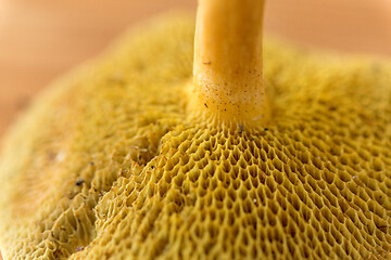 Image showing close up of suillus bovinus mushroom