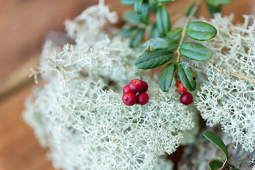 Image showing close up of cowberry and reindeer lichen moss