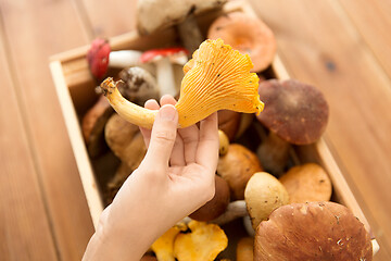 Image showing hand holding chanterelle over box of mushrooms