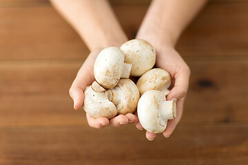 Image showing close up of female hands holding champignons