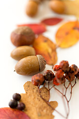 Image showing close up of acorns, rowanberries and autumn leaves