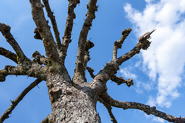 Image showing a leafless tree in the sky