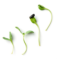 Image showing fresh sunflower sprouts