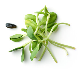 Image showing fresh sunflower sprouts