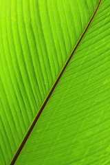 Image showing green background