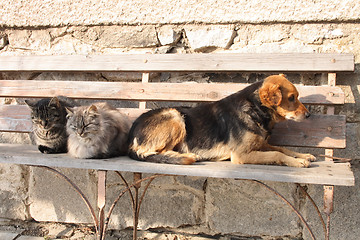 Image showing cats and dog