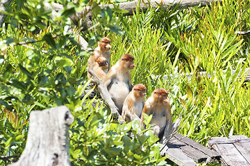 Image showing Nose-Monkey in Borneo