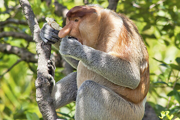 Image showing Nose-Monkey in Borneo