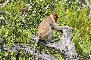 Image showing Nose-Monkey in Borneo