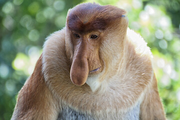 Image showing Nose-Monkey in Borneo