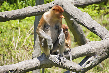 Image showing Nose-Monkey in Borneo