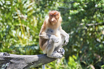 Image showing Nose-Monkey in Borneo