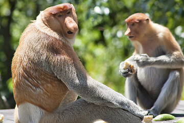 Image showing Nose-Monkey in Borneo