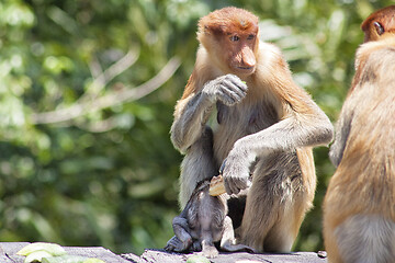 Image showing Nose-Monkey in Borneo