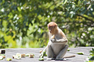 Image showing Nose-Monkey in Borneo