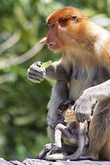 Image showing Nose-Monkey in Borneo