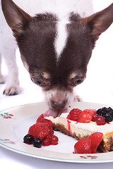 Image showing chihuahua and cheesecake