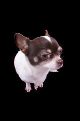 Image showing chihuahua