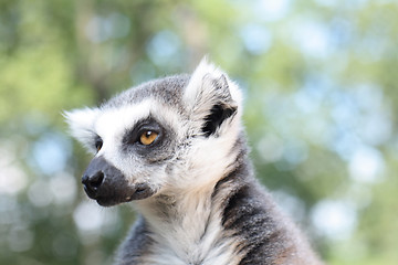 Image showing lemur monkey