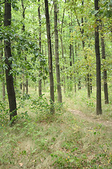 Image showing forest