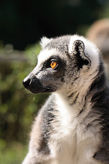 Image showing lemur monkey